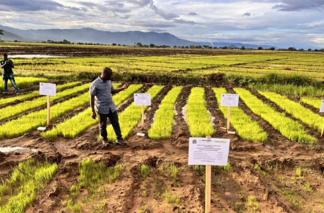 Access to Quality Agrochemicals and Farm Inputs: A Key to Agricultural Productivity in Tanzania