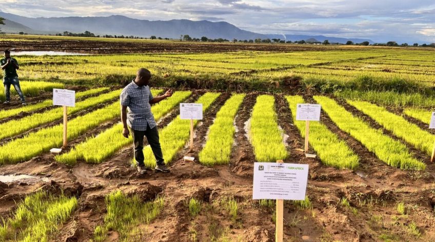 Access to Quality Agrochemicals and Farm Inputs: A Key to Agricultural Productivity in Tanzania