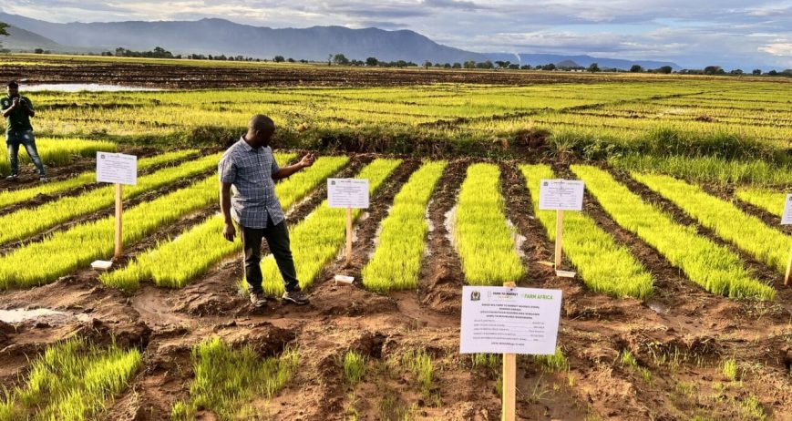 Access to Quality Agrochemicals and Farm Inputs: A Key to Agricultural Productivity in Tanzania