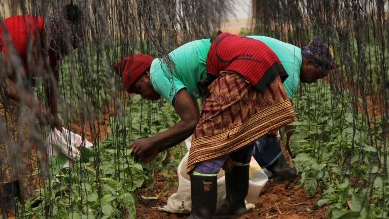 The Importance of Agribusiness Support for Food Security in Tanzania and East Africa