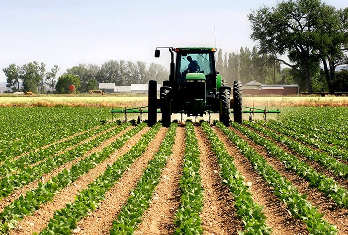 We support agribusiness development through modern farming solutions, value chain support, and sustainable production practices.