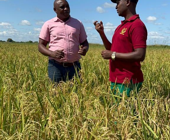 Our expert consultancy and research services provide practical insights to improve farm performance and business decision-making.